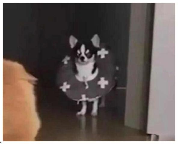 一群吃瓜群众围观猫打架的热闹,一场吃瓜群众的欢乐盛宴