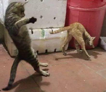 动物打架吃瓜群众被误伤,吃瓜群众意外受伤引关注