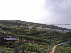 南平地区吃瓜群众事件,网络舆论的风暴与反思