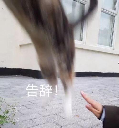 李小璐当街吃瓜群众